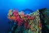 Alcionaires ou corail mou